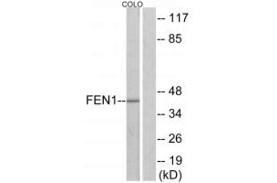 Western blot - FEN1 Antibody from Signalway Antibody (33763) - Antibodies.com