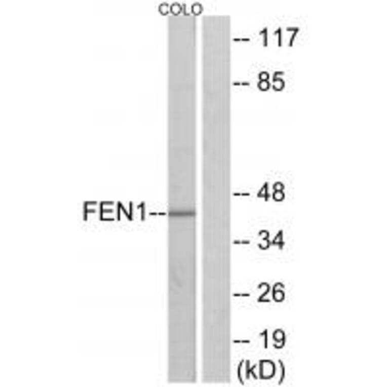 Western blot - FEN1 Antibody from Signalway Antibody (33763) - Antibodies.com