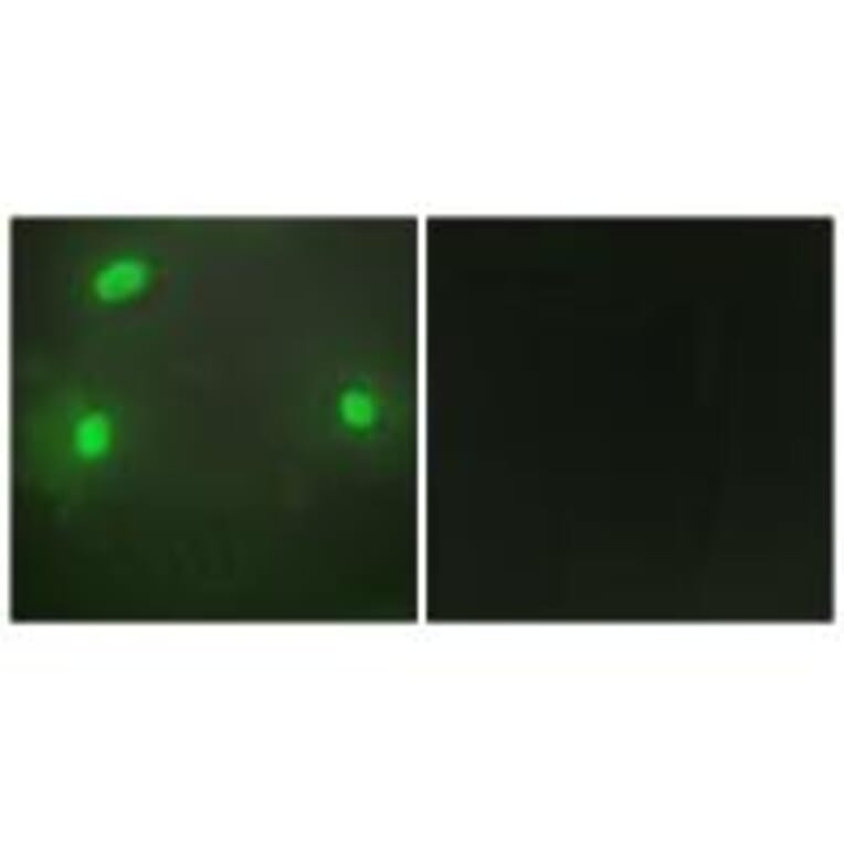 Immunofluorescence - FEN1 Antibody from Signalway Antibody (33763) - Antibodies.com