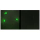 Immunofluorescence - FEN1 Antibody from Signalway Antibody (33763) - Antibodies.com