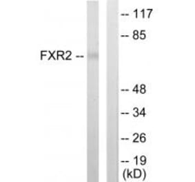 Western blot - FXR2 Antibody from Signalway Antibody (33793) - Antibodies.com