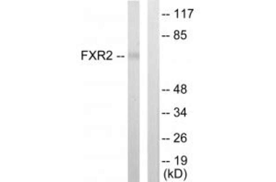 Western blot - FXR2 Antibody from Signalway Antibody (33793) - Antibodies.com