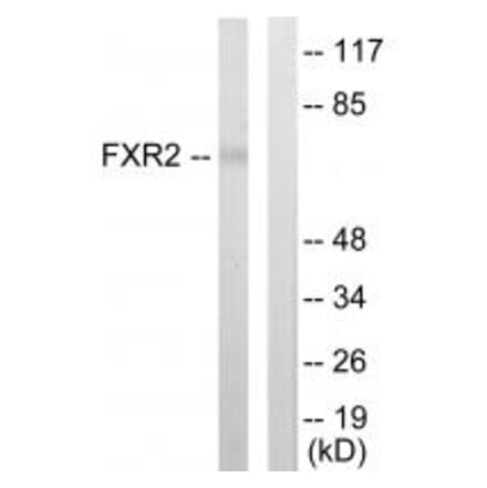 Western blot - FXR2 Antibody from Signalway Antibody (33793) - Antibodies.com