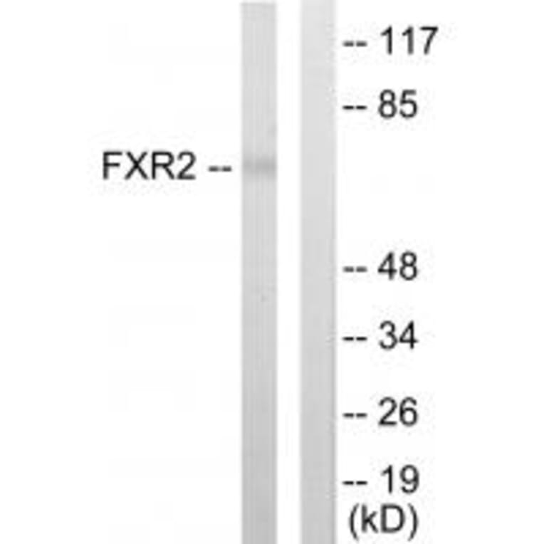 Western blot - FXR2 Antibody from Signalway Antibody (33793) - Antibodies.com