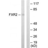 Western blot - FXR2 Antibody from Signalway Antibody (33793) - Antibodies.com