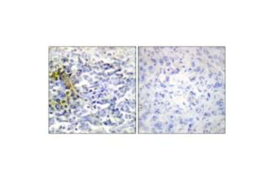 Immunohistochemistry - FXR2 Antibody from Signalway Antibody (33793) - Antibodies.com
