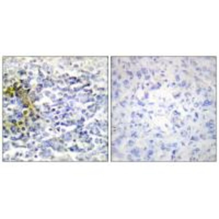 Immunohistochemistry - FXR2 Antibody from Signalway Antibody (33793) - Antibodies.com