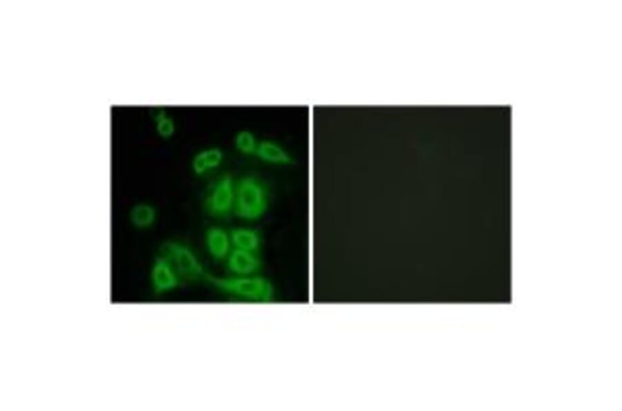 Immunofluorescence - FXR2 Antibody from Signalway Antibody (33793) - Antibodies.com