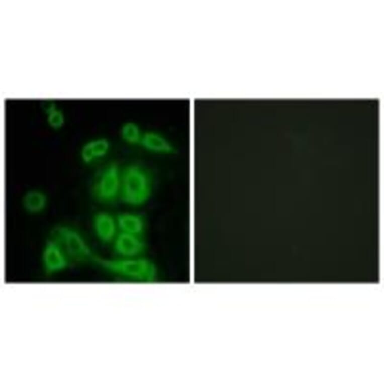 Immunofluorescence - FXR2 Antibody from Signalway Antibody (33793) - Antibodies.com