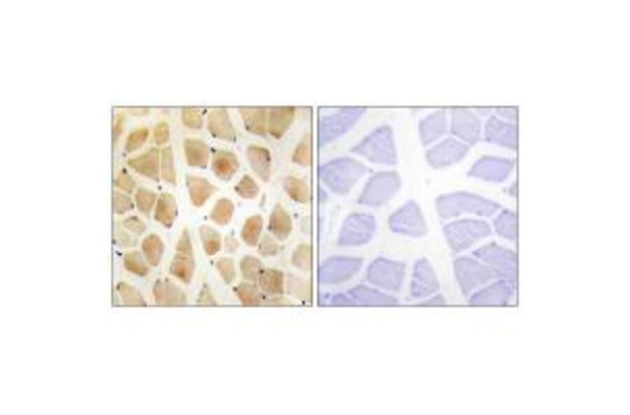 Immunohistochemistry - SLK Antibody from Signalway Antibody (34060) - Antibodies.com