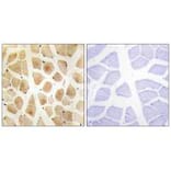 Immunohistochemistry - SLK Antibody from Signalway Antibody (34060) - Antibodies.com