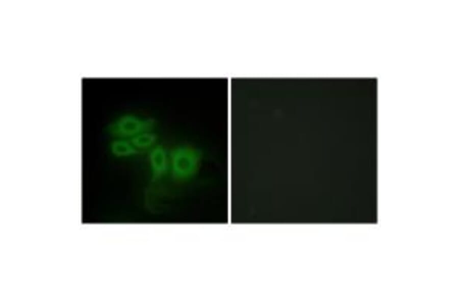 Immunofluorescence - SLK Antibody from Signalway Antibody (34060) - Antibodies.com