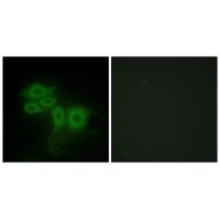 Immunofluorescence - SLK Antibody from Signalway Antibody (34060) - Antibodies.com