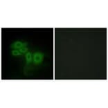 Immunofluorescence - SLK Antibody from Signalway Antibody (34060) - Antibodies.com