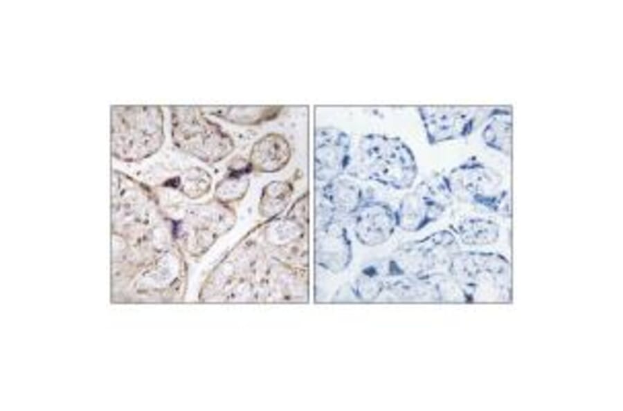 Immunohistochemistry - PHCA Antibody from Signalway Antibody (34405) - Antibodies.com