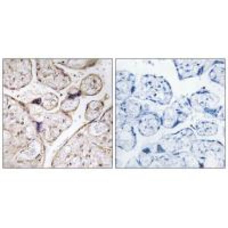 Immunohistochemistry - PHCA Antibody from Signalway Antibody (34405) - Antibodies.com