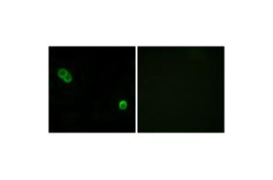 Immunofluorescence - PHCA Antibody from Signalway Antibody (34405) - Antibodies.com