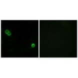 Immunofluorescence - PHCA Antibody from Signalway Antibody (34405) - Antibodies.com