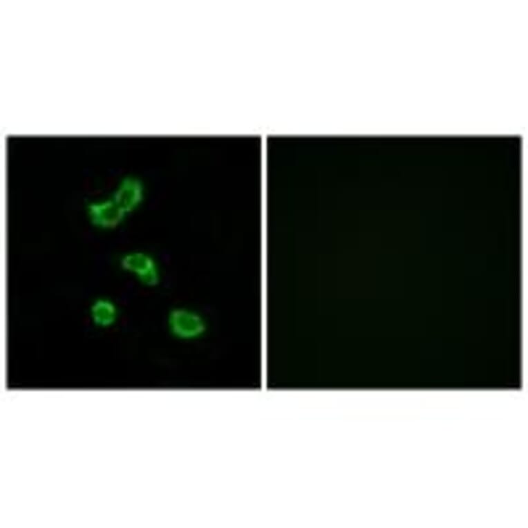 Immunofluorescence - CA5B Antibody from Signalway Antibody (34542) - Antibodies.com