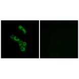 Immunofluorescence - C1QB Antibody from Signalway Antibody (34607) - Antibodies.com