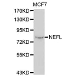 Western blot - NEFL antibody from Signalway Antibody (38115) - Antibodies.com