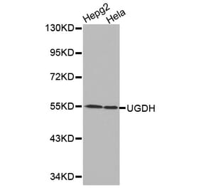 Western blot - UGDH antibody from Signalway Antibody (38217) - Antibodies.com