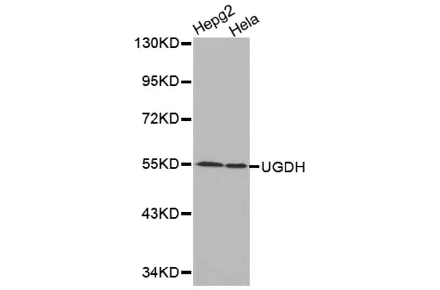 Western blot - UGDH antibody from Signalway Antibody (38217) - Antibodies.com