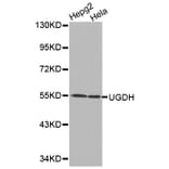 Western blot - UGDH antibody from Signalway Antibody (38217) - Antibodies.com