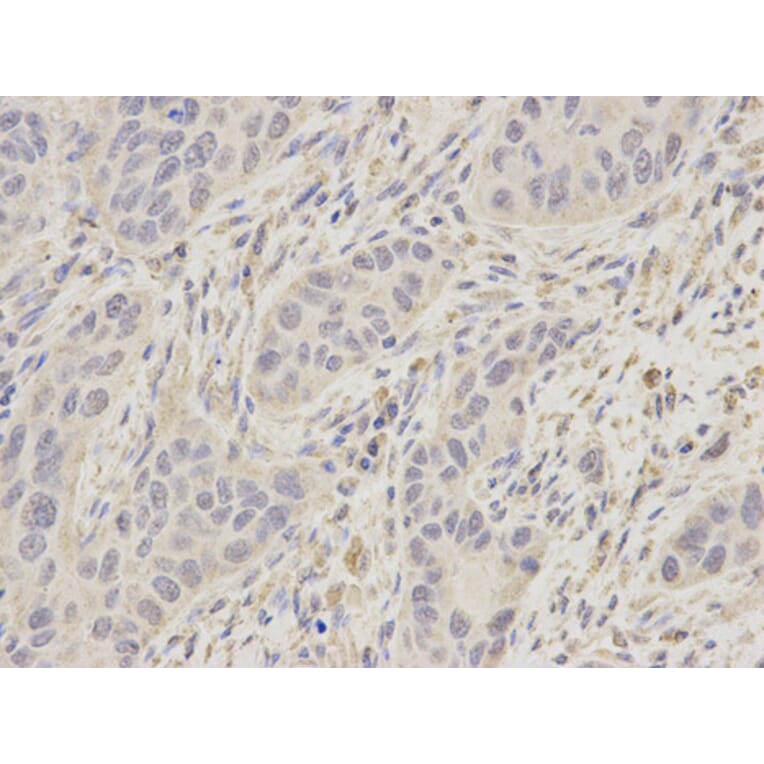 Immunohistochemistry - UGDH antibody from Signalway Antibody (38217) - Antibodies.com