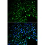 Immunofluorescence - UGDH antibody from Signalway Antibody (38217) - Antibodies.com