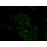 Immunofluorescence - CTSE antibody from Signalway Antibody (38438) - Antibodies.com