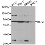 Western blot - HSF2 antibody from Signalway Antibody (38456) - Antibodies.com