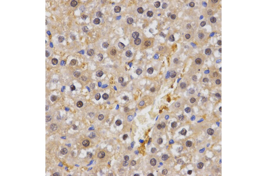 Immunohistochemistry - HSF2 antibody from Signalway Antibody (38456) - Antibodies.com