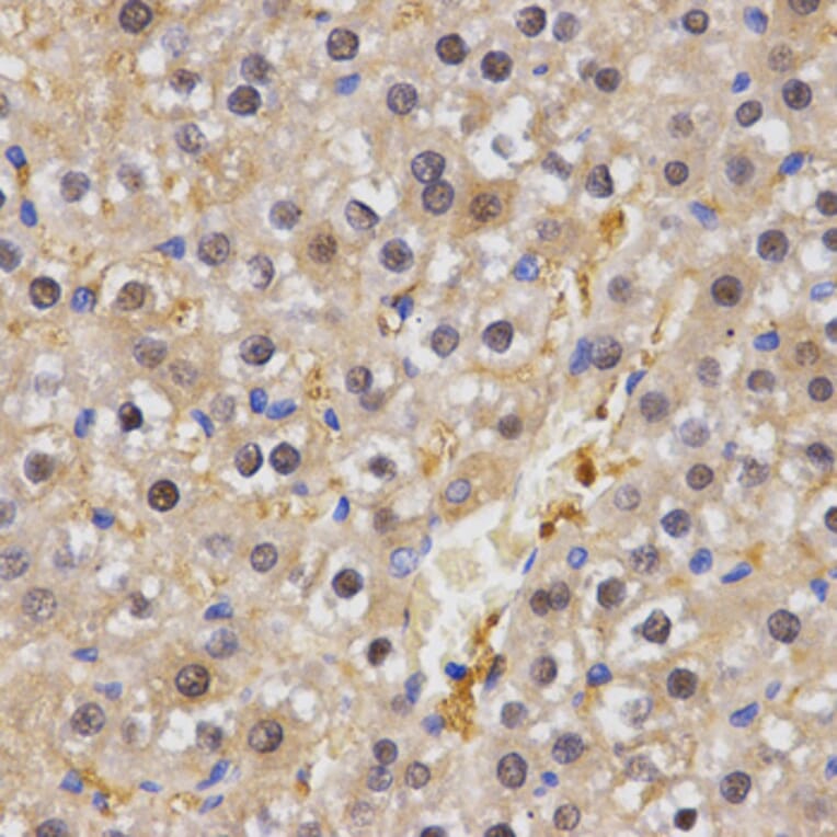 Immunohistochemistry - HSF2 antibody from Signalway Antibody (38456) - Antibodies.com