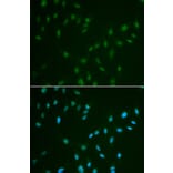 Immunofluorescence - HSF2 antibody from Signalway Antibody (38456) - Antibodies.com