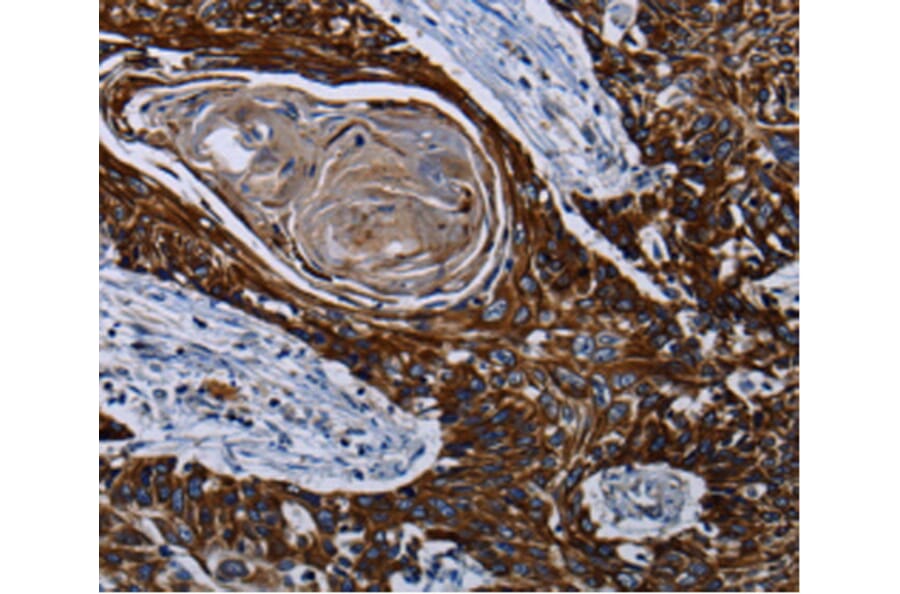 Immunohistochemistry - CPT2 antibody from Signalway Antibody (38474) - Antibodies.com