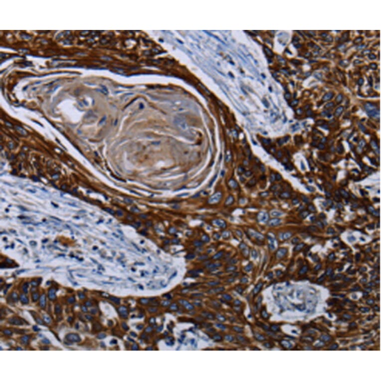 Immunohistochemistry - CPT2 antibody from Signalway Antibody (38474) - Antibodies.com