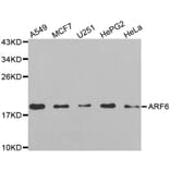 Western blot - ARF6 antibody from Signalway Antibody (38605) - Antibodies.com
