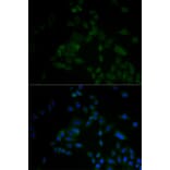 Immunofluorescence - ARF6 antibody from Signalway Antibody (38605) - Antibodies.com