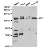 Western blot - ZEB1 antibody from Signalway Antibody (38675) - Antibodies.com