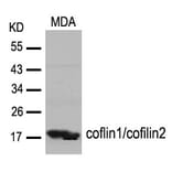 Western blot - cofilin1/cofilin2 (Ab-88) Antibody from Signalway Antibody (21507) - Antibodies.com