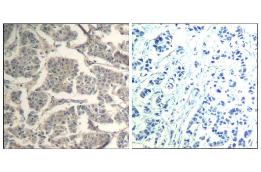 Immunohistochemistry - cofilin1/cofilin2 (Ab-88) Antibody from Signalway Antibody (21507) - Antibodies.com