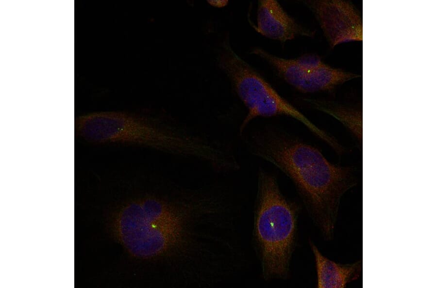Immunofluorescence - cofilin1/cofilin2 (Ab-88) Antibody from Signalway Antibody (21507) - Antibodies.com
