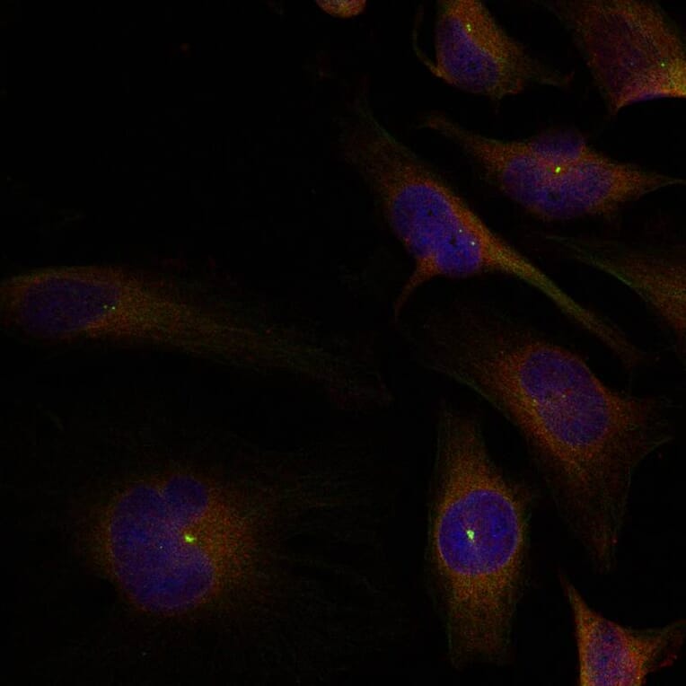 Immunofluorescence - cofilin1/cofilin2 (Ab-88) Antibody from Signalway Antibody (21507) - Antibodies.com