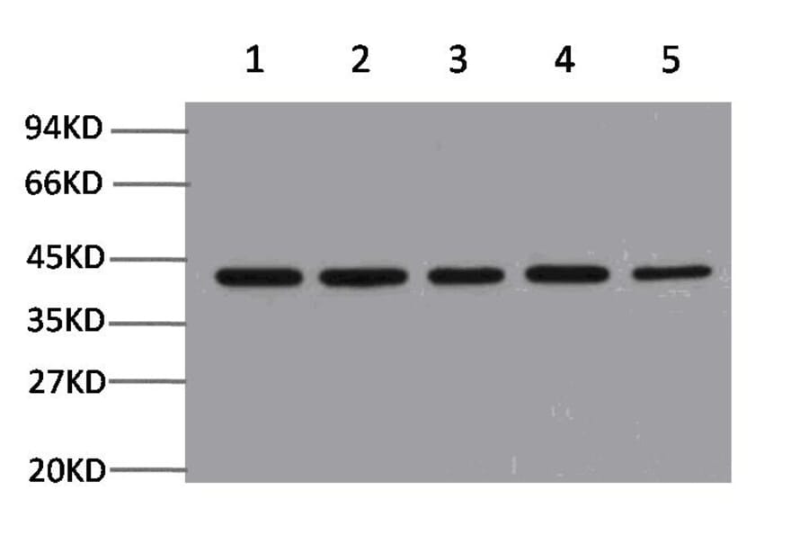 Western blot - β-Actin Mouse Monoclonal Antibody from Signalway Antibody (21800) - Antibodies.com