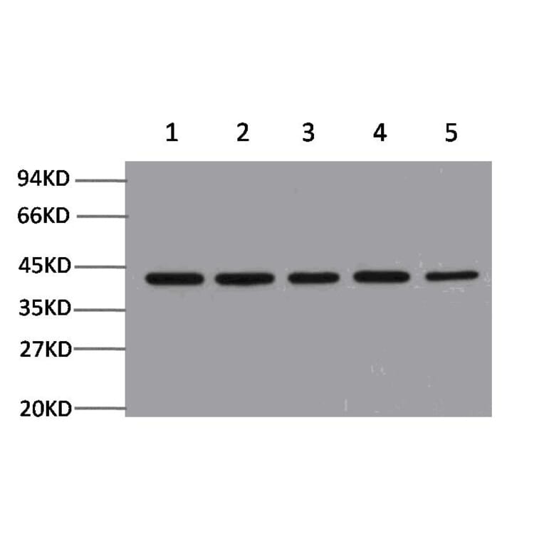 Western blot - β-Actin Mouse Monoclonal Antibody from Signalway Antibody (21800) - Antibodies.com