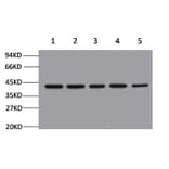 Western blot - β-Actin Mouse Monoclonal Antibody from Signalway Antibody (21800) - Antibodies.com