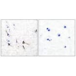 Immunohistochemistry - Potassium Channel Kv3.2b Antibody from Signalway Antibody (33473) - Antibodies.com