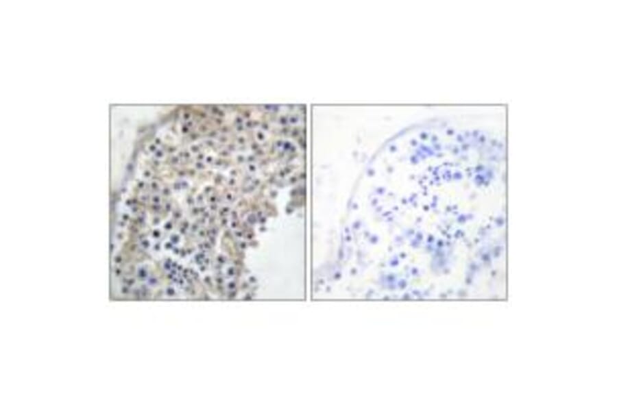 Immunohistochemistry - Adrenergic Receptor α-2A Antibody from Signalway Antibody (33660) - Antibodies.com