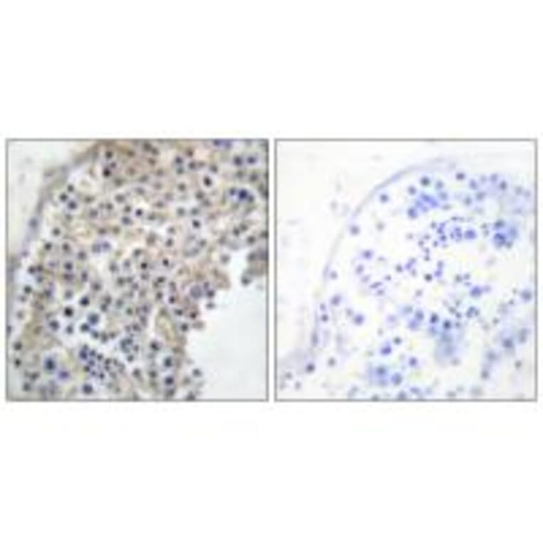 Immunohistochemistry - Adrenergic Receptor α-2A Antibody from Signalway Antibody (33660) - Antibodies.com